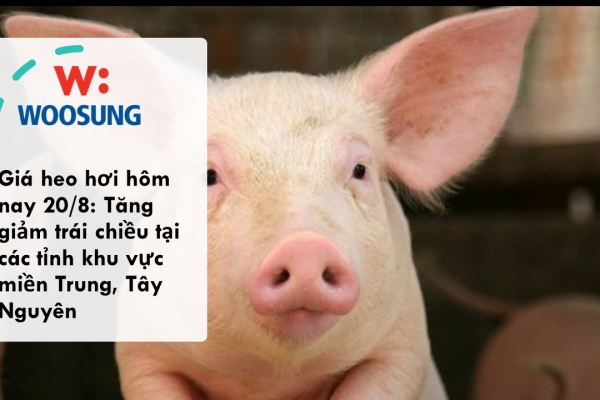Giá heo hơi hôm nay 20/8: Tăng giảm trái chiều tại các tỉnh khu vực miền Trung, Tây Nguyên