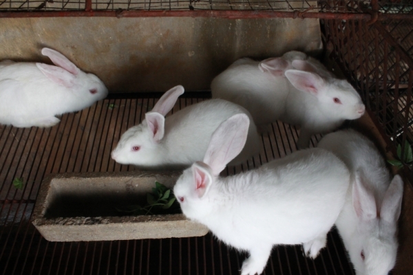 Lợi ích và tác hại của thức ăn cho Thỏ công nghiệp nhà nuôi đã biết chưa?