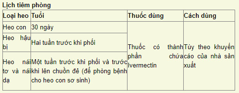 lich-tiem-phong-heo