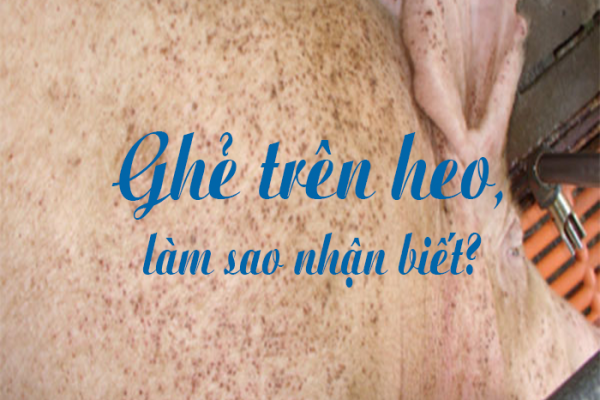 Làm sao biết heo nhà mình có phải bị bệnh ghẻ trên heo hay không?