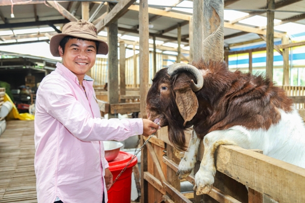 Mô hình nuôi dê 100 kg/con của chàng trai 9X