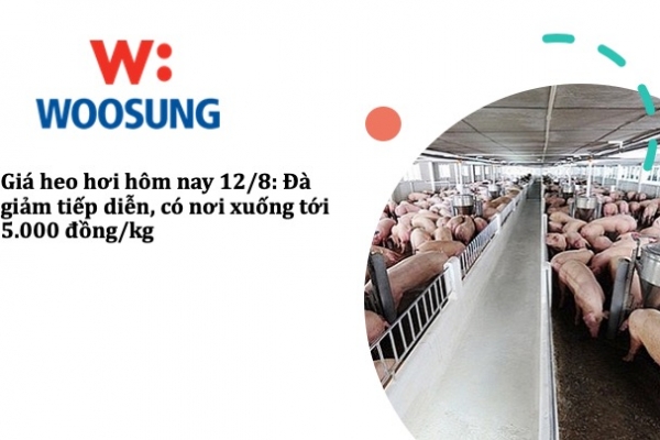 Giá heo hơi hôm nay 12/8: Đà giảm tiếp diễn, có nơi xuống tới 5.000 đồng/kg