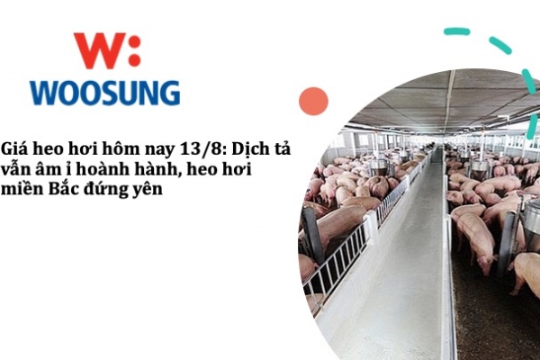 Giá heo hơi hôm nay 13/8: Dịch tả vẫn âm ỉ hoành hành, heo hơi miền Bắc đứng yên