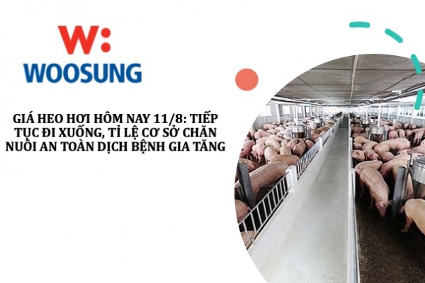 Giá heo hơi hôm nay 11/8: Tiếp tục đi xuống, tỉ lệ cơ sở chăn nuôi an toàn dịch bệnh gia tăng