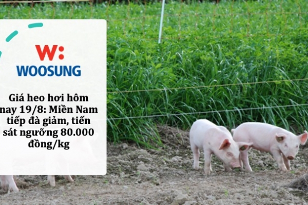 Giá heo hơi hôm nay 19/8: Miền Nam tiếp đà giảm, tiến sát ngưỡng 80.000 đồng/kg