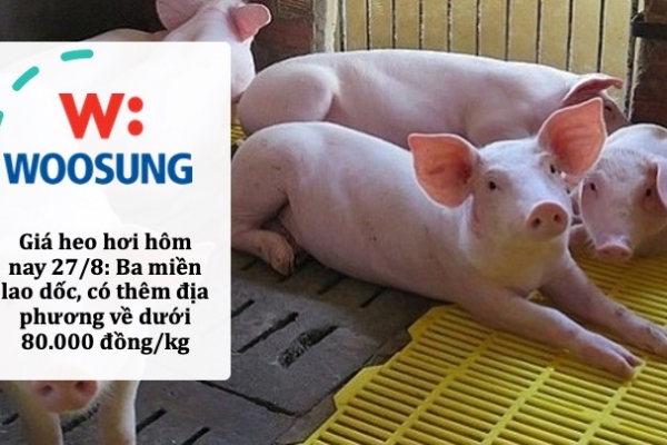 Giá heo hơi hôm nay 27/8: Ba miền lao dốc, có thêm địa phương về dưới 80.000 đồng/kg