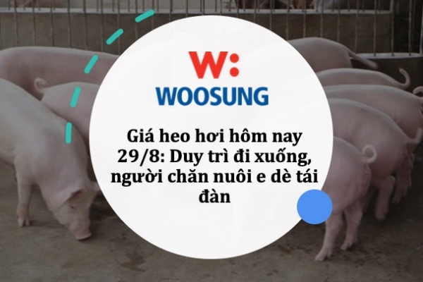 Giá heo hơi hôm nay 29/8: Duy trì đi xuống, người chăn nuôi e dè tái đàn