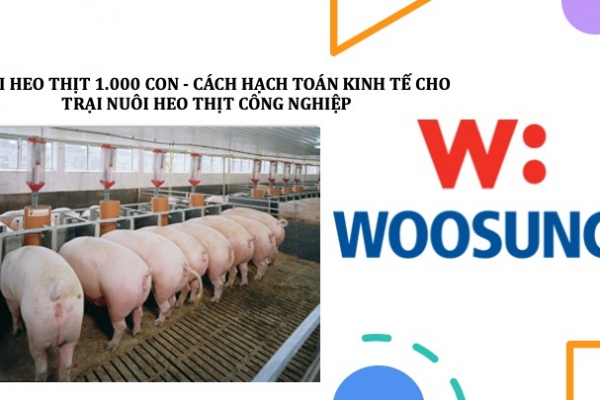 Nuôi heo thịt 1.000 con - Cách hạch toán kinh tế cho trại nuôi heo thịt công nghiệp