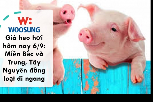 Giá heo hơi hôm nay 6/9: Miền Bắc và Trung, Tây Nguyên đồng loạt đi ngang