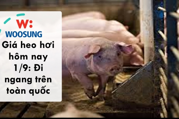 Giá heo hơi hôm nay 1/9: Đi ngang trên toàn quốc