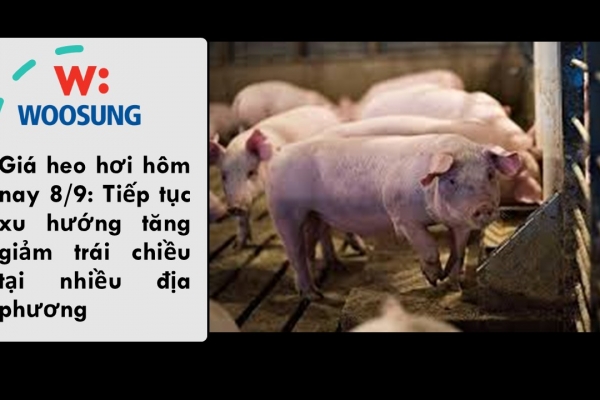 Giá heo hơi hôm nay 8/9: Tiếp tục xu hướng tăng giảm trái chiều tại nhiều địa phương