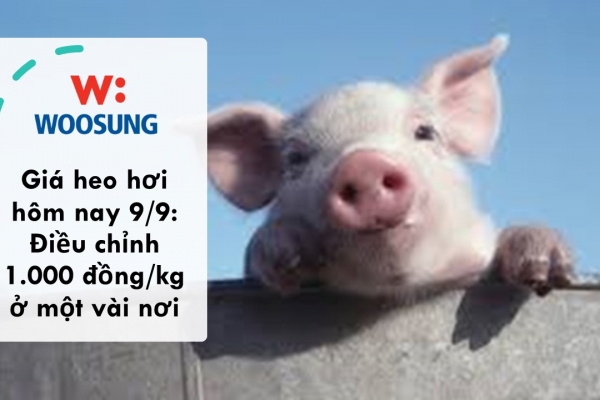 Giá heo hơi hôm nay 9/9: Điều chỉnh 1.000 đồng/kg ở một vài nơi