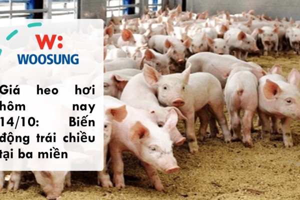 Giá heo hơi hôm nay 14/10: Biến động trái chiều tại ba miền