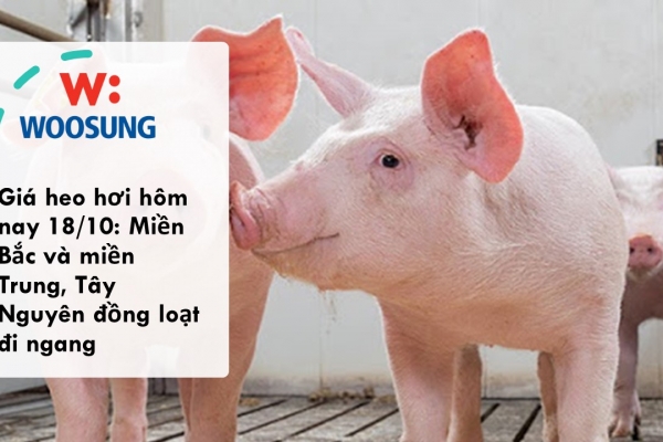 Giá heo hơi hôm nay 18/10: Miền Bắc và miền Trung, Tây Nguyên đồng loạt đi ngang