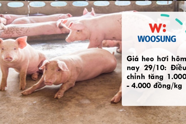 Giá heo hơi hôm nay 29/10: Điều chỉnh tăng 1.000 - 4.000 đồng/kg