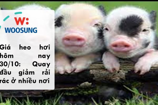 Giá heo hơi hôm nay 30/10: Quay đầu giảm rải rác ở nhiều nơi