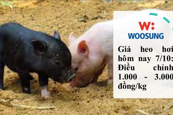 Giá heo hơi hôm nay 7/10: Điều chỉnh 1.000 - 3.000 đồng/kg