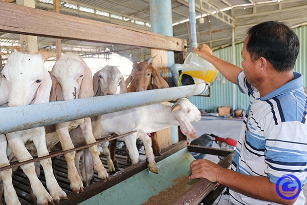 Dê thịt có giá, người nuôi phấn khởi