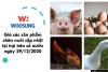 Giá các sản phẩm chăn nuôi cập nhật tại trại trên cả nước ngày 29/12/2020